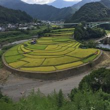 様々に色づく棚田