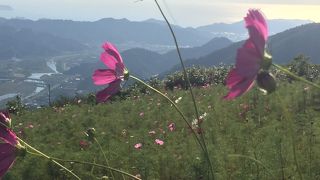 輝く海が眩しい