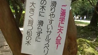 サルスベリから松の木、もお見逃しなく