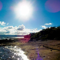 『あだんの浜』色々な生き物見て楽しかった。貸し切り状態