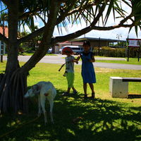 ヤギさんがいて大喜び