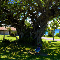 おおきなガジュマルにブランコが