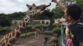 キリンに餌をあげられる！