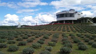 ラベンダーシーズン以外でもそれなりに楽しめると思います