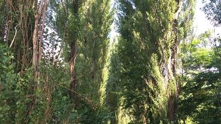 北海道大学の名所の一つ