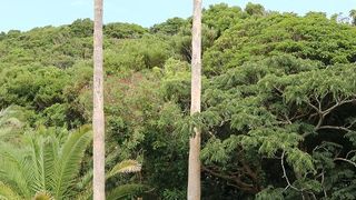 名も知らぬ 遠き島より 流れ寄る 椰子の実一つ～