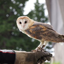 時間が合えば、フクロウと写真がとれます