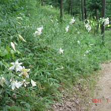 井上山百合の里の風景