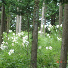 井上山百合の里の風景