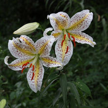 井上山百合の里に咲く山百合