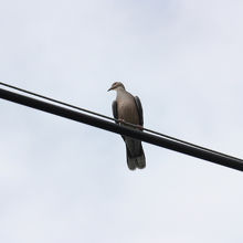 キジバトもいました。