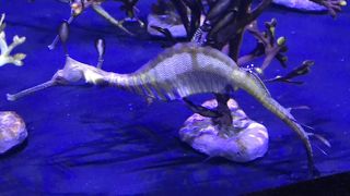 コンパクト ワイキキの水族館