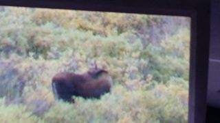 広いけれど、野生動物がいるのでさがしてみましょう。