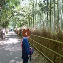 竹林が一面に。