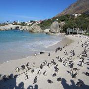 ペンギンの海水浴場でした