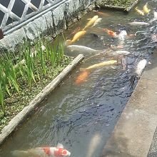 殿町通りの水路の鯉