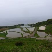 日本海と棚田のコラボ