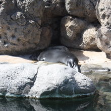 アザラシくん、日光浴