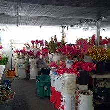 沢山のお花も販売しています