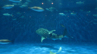 共通入場券は500円お得