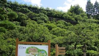 花が咲いていないと物足りない