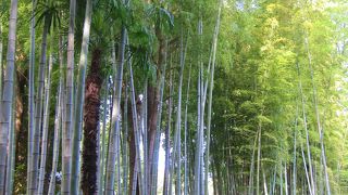 竹林が綺麗でした。
