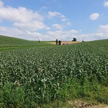 手前の道路から撮影