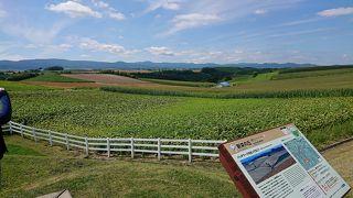 ひまわりは終わっていたけれど