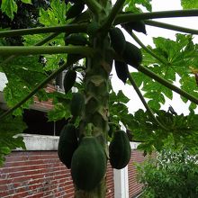 境内に植えられたパパイヤの木