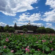 （北京）蓮の花が満開の夏に訪れるのがお勧め！