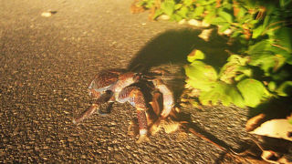 貴重なヤシガニも！満点の星空が素晴らしい！