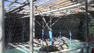 ﾍﾟﾝｷﾞﾝが可愛かった