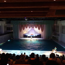 オタリアとカリフォルニアアシカとイルカの音楽会