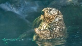 　カワウソ　ラッコが　可愛いでした～