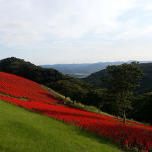 サルビアの大斜面