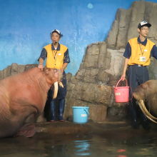 セイウチ　でかい！