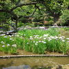 錦帯橋花菖蒲まつり