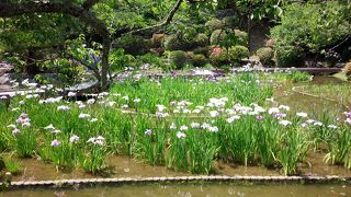 錦帯橋花菖蒲まつり