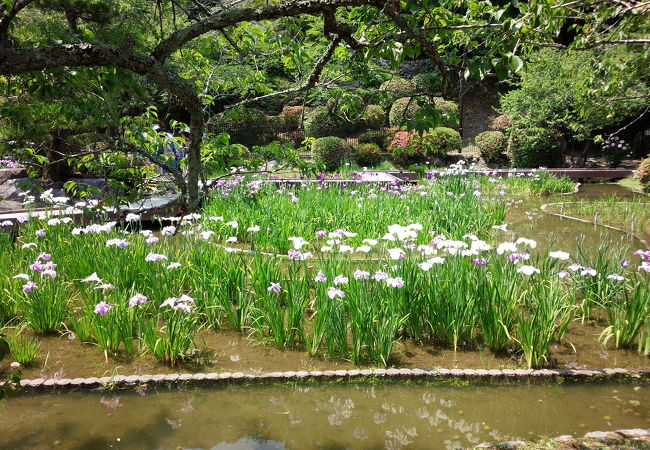 吉香公園の菖蒲は有名
