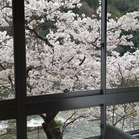 部屋からの桜