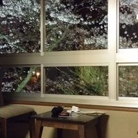 部屋からの夜桜