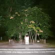 被爆したアオギリ、南側より。