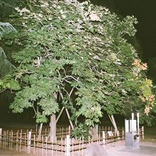 被爆したアオギリ、西側より。