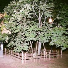 被爆したアオギリ、東側より。