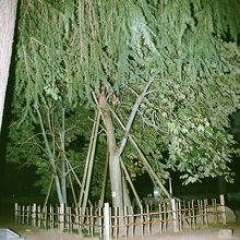 被爆したアオギリ、北側より。