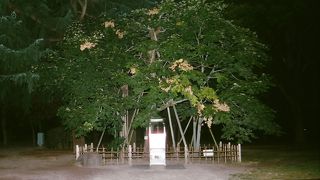 被爆を耐え抜いた樹木です。