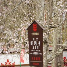 皆さん塔より桜？？？？？