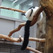 非常に多くの種類のサルが見られます