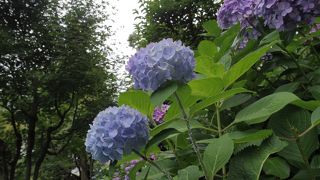 紫陽花の名所でも