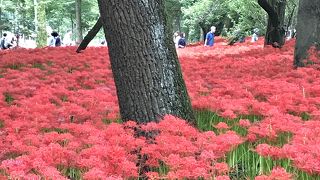 見事な赤じゅうたん